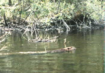 Beaver in Water