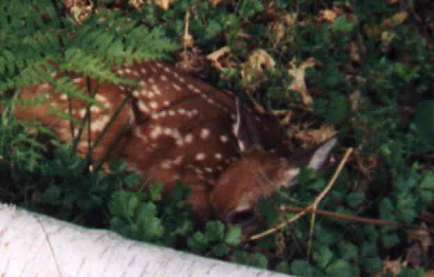 Fawn a few feet from campsite (1998)