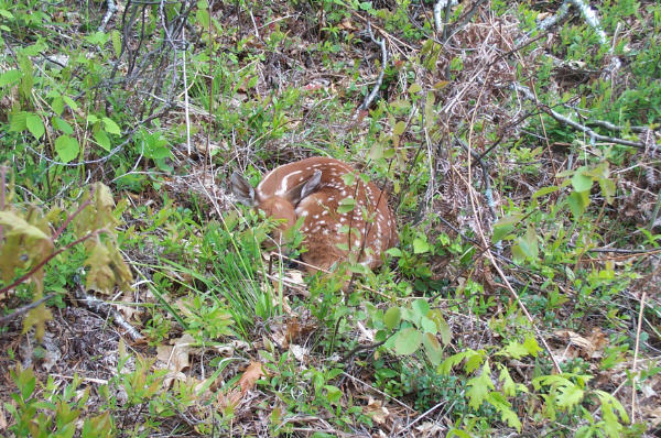 Fawn East of Campsites